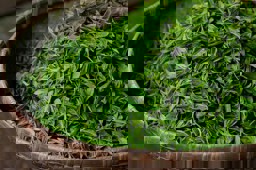 A Zöld tea kategória termékeinek megjelenítése Kép a Zöld tea kategóriához