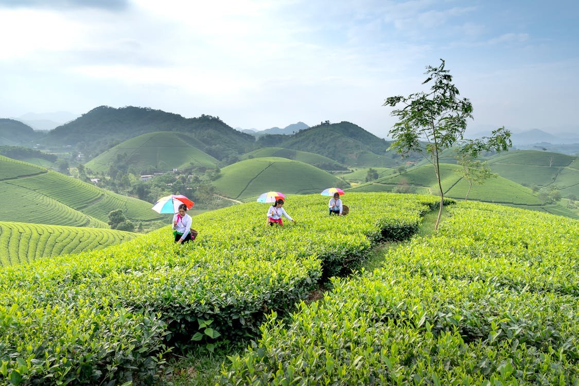 Darjeeling tea